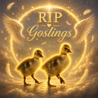 RIP Goslings