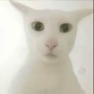 老吴