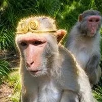 The Monkey King