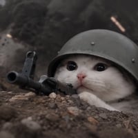 trenchcat