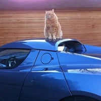 Tesla Roadster Cat