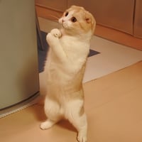LOLcat
