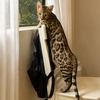 Alon’s Cat