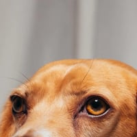 The Dogue