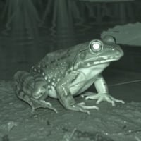 🐸