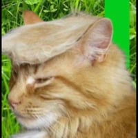 DonaldCat
