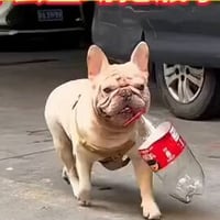 dogwifbottle logo