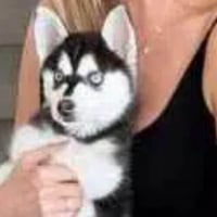 Ivanka Trump Dog