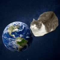 world licking cat