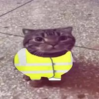 chat avec un gilet