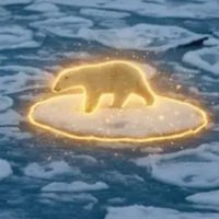 The Surfer Bear
