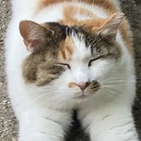 Anthropic Cat