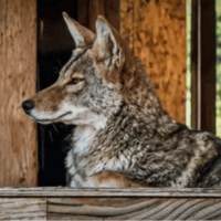 Coyote Condo
