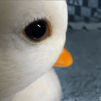 Side Eye Duck
