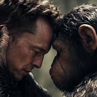 the monkeys