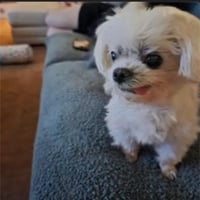 r/dog
