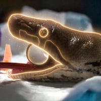 The Miracle Python