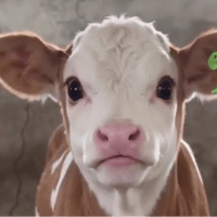 COW logo
