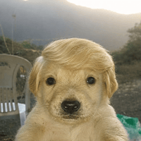 Jotchua Trump