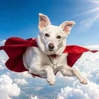 The Hero Dog