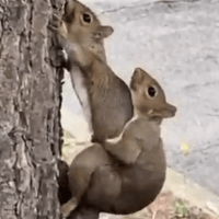The Gooning Squirrel
