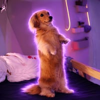 Pea the Vertical Dog