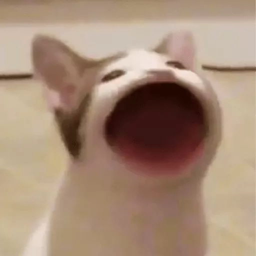 POPCAT