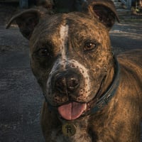 RICO