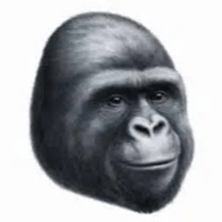 4Chan Monkey