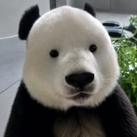 彪眼熊猫