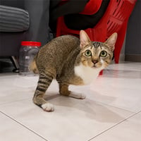 Tutu the Dinocat