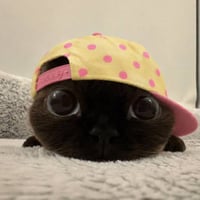 Logo de 猪五花