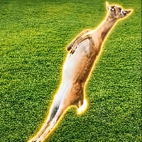 Ohh deer