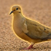 Baseball Dove