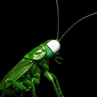 The Cockroach