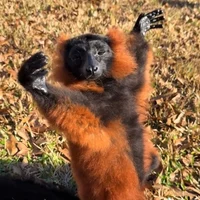 red ruffed lemur
