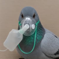 pigeonwifmask