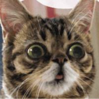 Lil BUB
