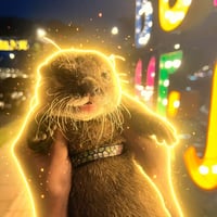 Nona The Otter