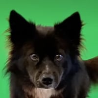 Socks Giggle Dog