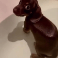 fartdog