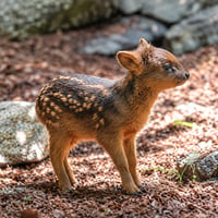 Pudu
