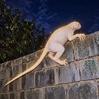 Valley of Juárez Creature