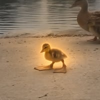 Big Foot Duck