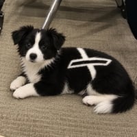 XDog