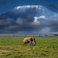 The Monolithic Elephant