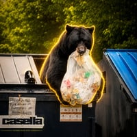 Bear On Trash