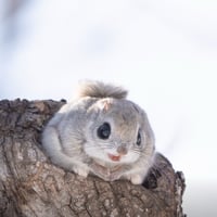 momonga
