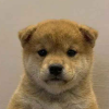 WUF logo