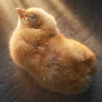 El Pollito